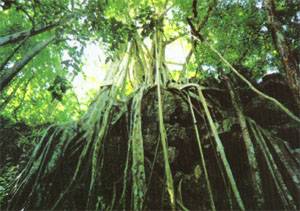 热带雨林气候地区的植物